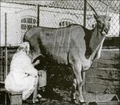 1970 р. Молоко антилопи канни має…