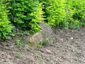 Хрест 6 біля давньоруської церкви