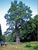 2010 р. Віковий дуб на в’їзній алеї…