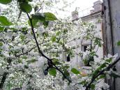 Яблуневий квіт на тлі палацу