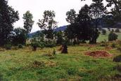 [1990-і рр.] Загальний вигляд цвинтаря