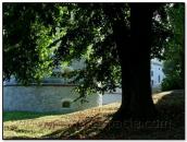 Нижні яруси