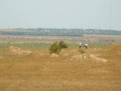 2009 р. Загальний вигляд городища