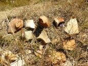 2009 р. Уламки керамічних виробів