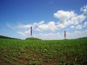 Курганна група