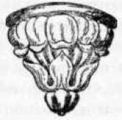 Розетка склепіння