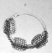 Золота сережка