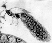 Правий верхній павич