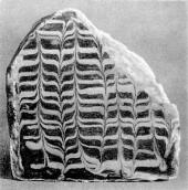 Майолікова плитка