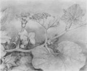 Білокур К.В. Гарбузи цвітуть