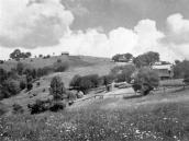 Чорна Тиса с