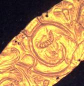 Середня частина