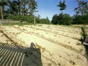 [1987 р.] Цвинтар з 1-ї світової війни