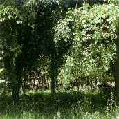 Церква Воздвиження