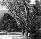 [2000 р.] Куточок парку