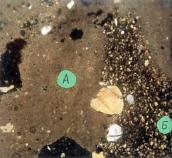 Мікрошліф вапняно-цем’янкового…