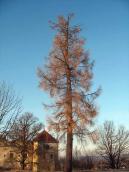 2015 р. Дерево на тлі східної башти