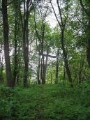 2007 р. Хрест на городищі