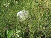 Надгробний камінь у траві