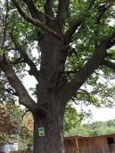 2008 р. Багатовіковий дуб