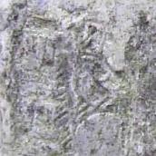 Лівий птах на кіпарісі