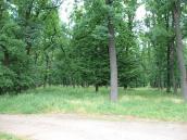 2011 р. Дубове рідколісся