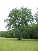 2011 р. Загальний вигляд