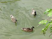 2011 р. Крижні, став Грекової балки