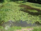 2017 р. Став в верхів’ях Грекової балки