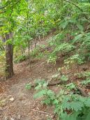 Схил Замкової гори