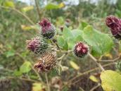 Лопух повстистий (Arctium tomentosum)