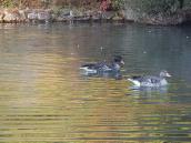 2017 р. Сірі гусі (Anser anser)