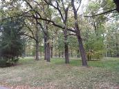 2017 р. Дубова галявина