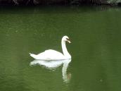 2017 р. Лебідь-шипун (Cygnus olar)