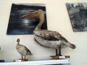 Опудала птахів