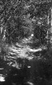1976 р. Дорога у лісосмузі біля…
