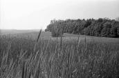 1978 р. Поле жита на тлі лісу