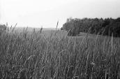 1978 р. Поле жита на тлі лісу