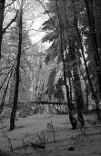 1979 р. Засніжений ліс на горі