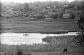 1983 р. Краєвид зі ставом і коровою