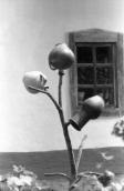 1987 р. Горщики на тлі вінка хати