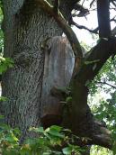 2007 р. Борть на дубі