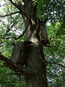 2007 р. Дві борті на дубі