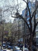 Житловий будинок (№ 53, ліворуч) і…