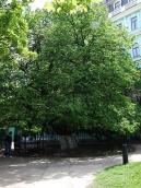 2010 р. Старовинна липа