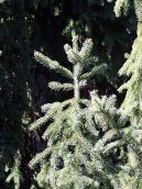 2011 р. Гілки ялини