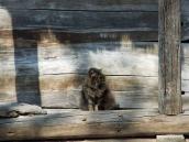 Кіт – вартовий комори