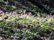 2011 р. Первоцвіти на північному схилі