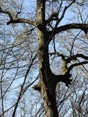 2011 р. Віковий дуб