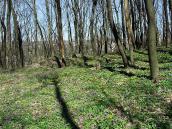 2011 р. Фрагмент курганного могильника…